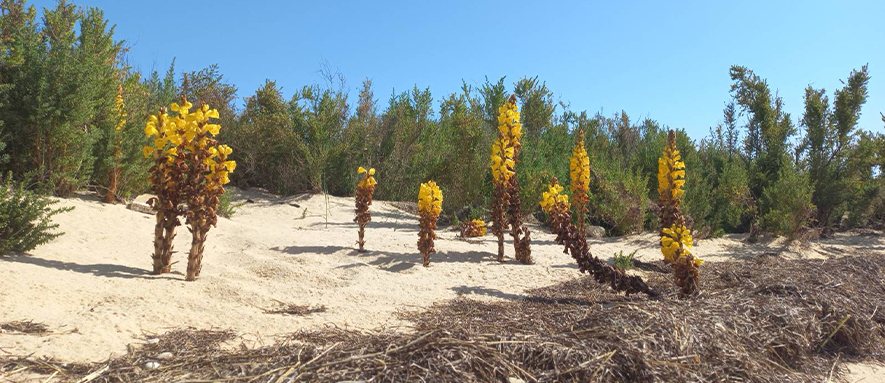 Passeios Cient&iacute;ficos no Algarve
